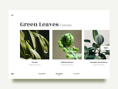 Leaves - Specimen dailyui design interaction landing leaf minimal presentation ui uidesign webdesign