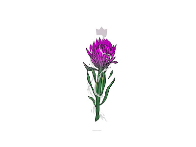C R E S T . art design drawing flower graphic illustration nature protea