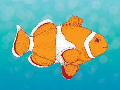 Hand Illustrated Clownfish animal clownfish coloring digital drawing fish illustration ocean pen sea stripes tropical