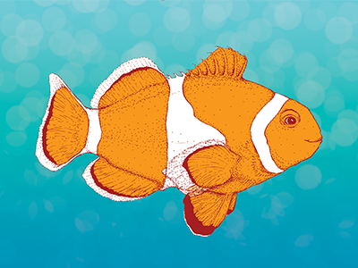 Hand Illustrated Clownfish