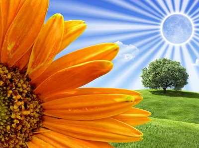 Nature Sun - Flower art clouds colorful digital design drawing grass manipulation photoshop sun tress