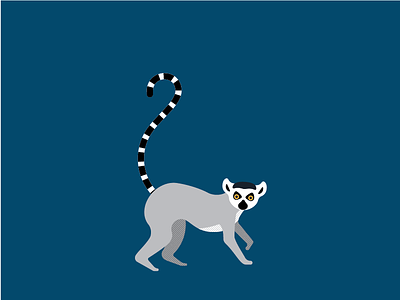 ringtail lemur animal illustration lemur ringtail