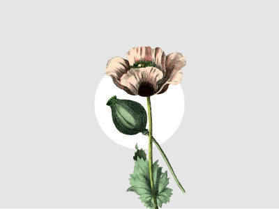 Poppy Wallpaper background blog blogger desktop illustration iphone minimal mobile pink poppy wallpaper