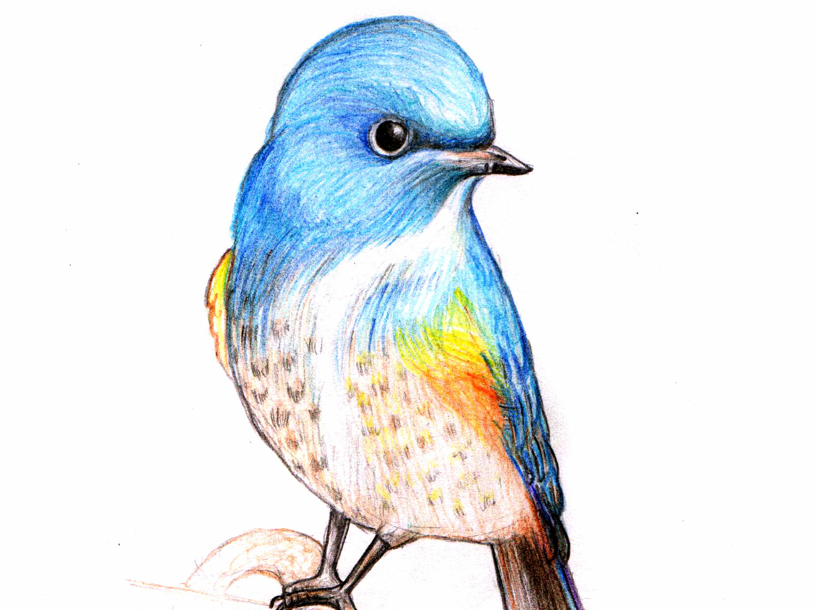 Bird Pencil Art by Yunus on Dribbble
