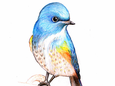 Bird Pencil Art artwork bird bird illustration bird sketch colorful hand drawing pencil pencil art pencil drawing
