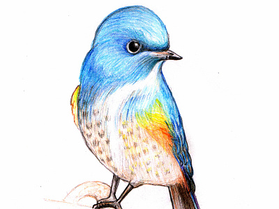 Bird Pencil Art