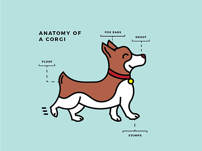 Anatomy of a Corgi anatomy animals corgi dog illustration vector