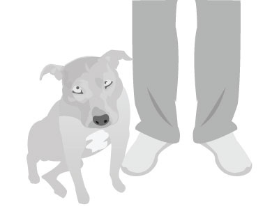 Tessa gray gym dog illustration illustrator pitbull quick sketch