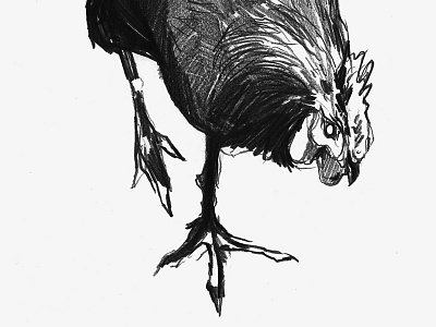 A Drawing of a Cock