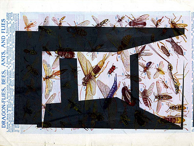 Bug Collage! collage experiment print