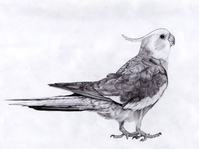 Bird Drawing  Pencil Sketch Bird Drawing Tutorial  How to draw a white  bird  YouTube