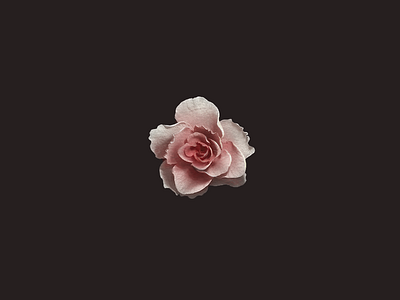 3d Rose (Flowers, №1) 3d blender flower illustration retouch rose