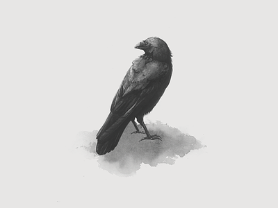 Crow for calendar bird black bnw calendar crow drawing illustration ink print