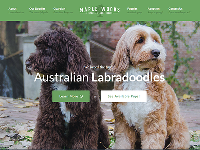 Australian Labradoodles