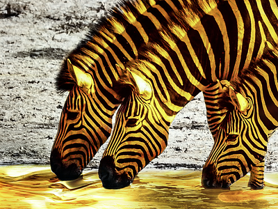 Gold Zebras animal concept design effect graphic design idea manipulation photo photoshop social media zebra