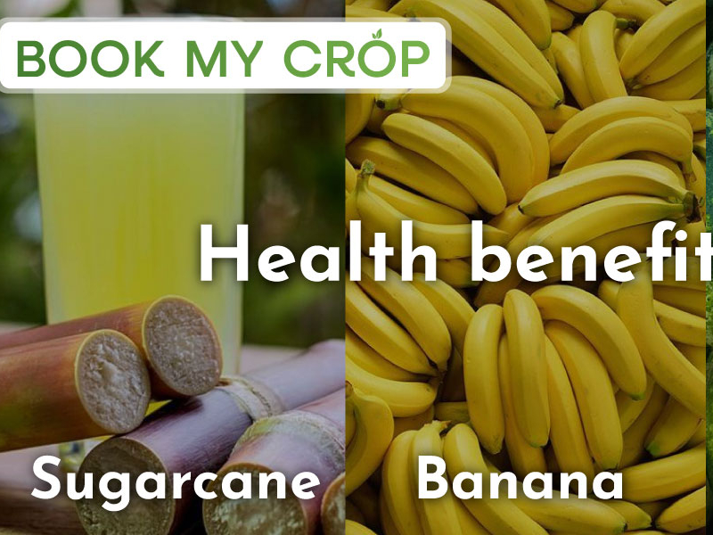 Health benefits of Sugarcane, Bananas and Melons by Book My Crop on ...