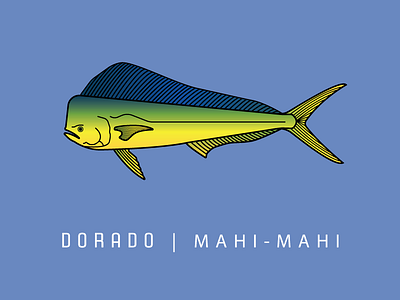 Dorado | Mahi - Mahi dorado fin fish fishing illustration mahimahi ocean print sea series vector