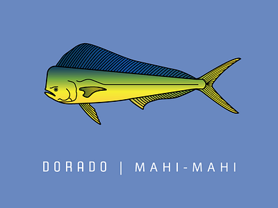 Dorado | Mahi - Mahi