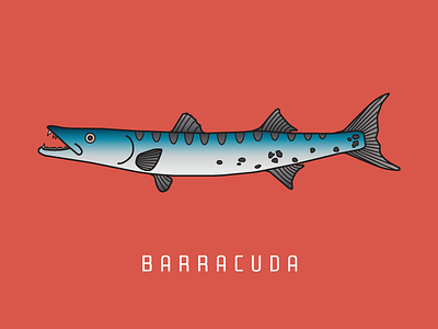 Barracuda barracuda fin fish fishing illustration ocean outdoor print sea series vector