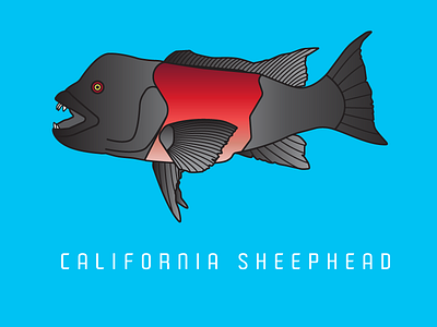 California Sheephead california coastal fins fish fishing print series sheephead teeth vector