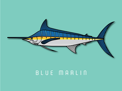 Blue Marlin || Part 7 of my fish series bluemarlin coastal fin fins fish fishing marlin print series stripes sword vector