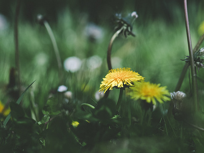 Flowering Meadow Dandelion