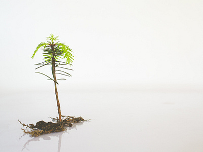 Blank Fir Tree With Root