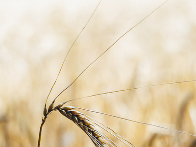 Bio Wheat Agriculture cc0 download free free for commercial use freebie freephoto freestock lifestyle photography stockphoto
