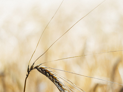 Bio Wheat Agriculture