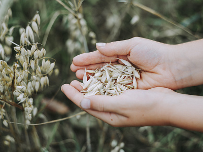 Harvest Fresh Bio Oats design download free free for commercial use freebie freephoto freestock imagery layout social media images stockphoto