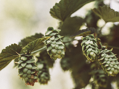 Harvest Fresh Bio Hops