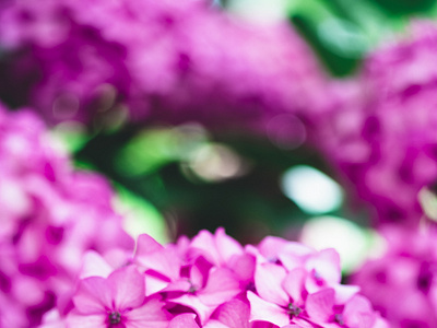 Luminous Pink Flower