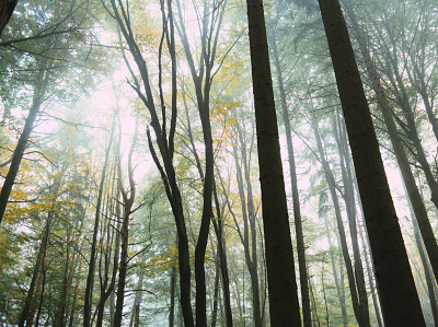 Foggy Forest download free free for commercial use freebie freephoto freestock photography stockphoto