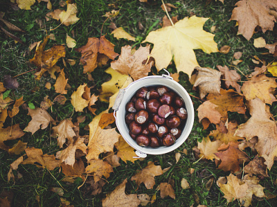 Collect Chestnuts cc0 download free free for commercial use freebie freephoto freestock public domain stockphoto unstock