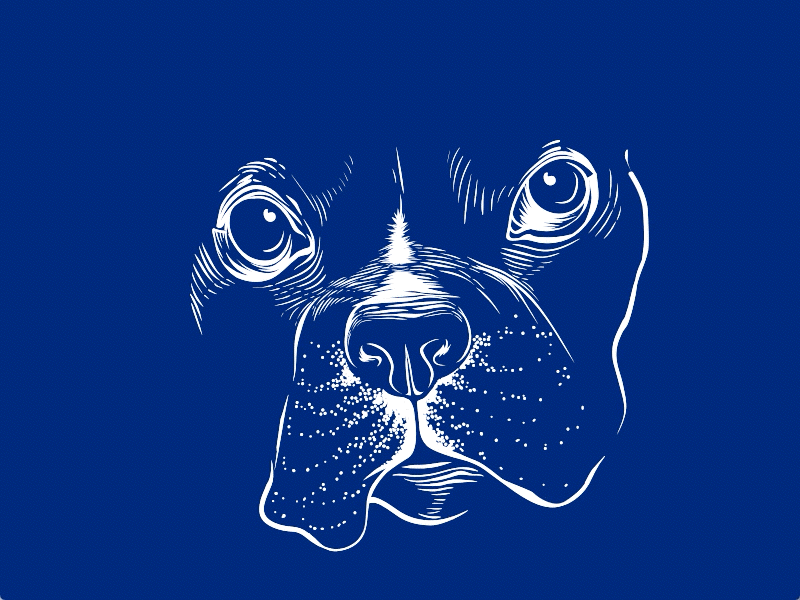 Sir Raffneck animal animation bulldog dog english illustration lord steampunk