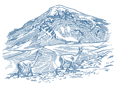 Sajama bolivia illustration mountain nature