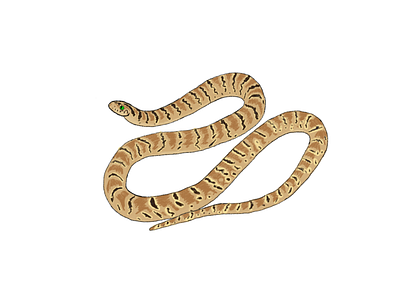 Banded Kukri Snake animal illustration nature simple snake