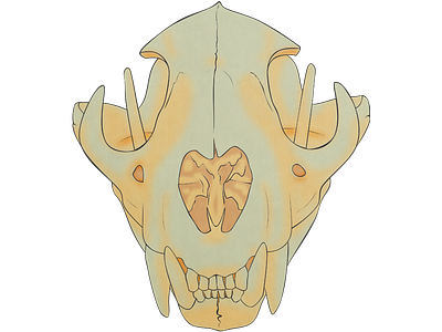 Lion Skull skull