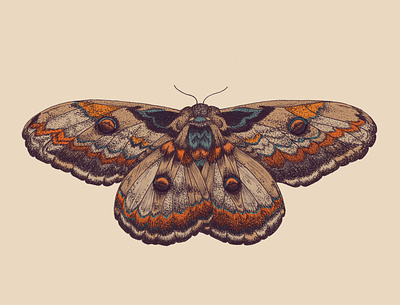 Moth bug color palette drawing illustration illustrator insects moth pen and ink photoshop science specimen