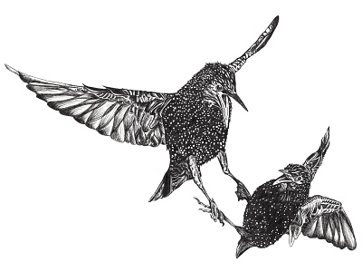 Starlings full drawing birds drawing pen and ink starling