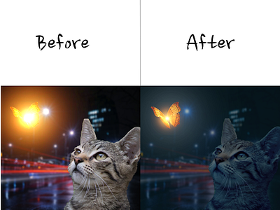 Cat with butterfly before and after gwsn idn photoshop