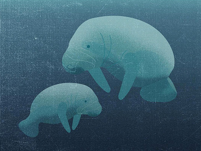 Manatees illustration manatee nature ocean wildlife