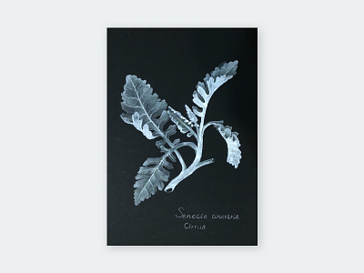 植物繪畫 - 銀葉菊 painting