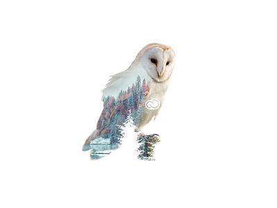 An owl print for Mont Adobe adobe branding collage figma gift graphic design illustration illustrator logo owl photoshop print t shirt