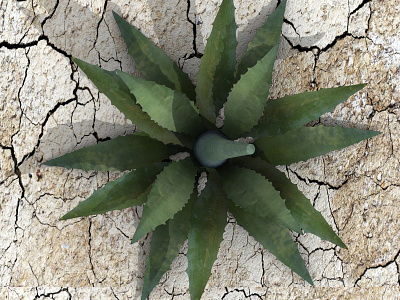 3d Agave Plant