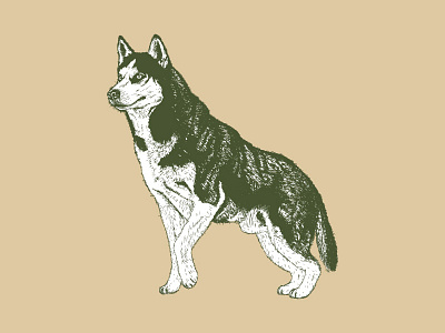 Doggo dog husky illustration vector wacom