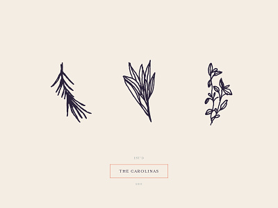 The Carolinas eucalyptus floral illustrated illustration leaf leaves nature organic pine plants