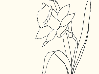 Daffodil Sketch daffodil drawing flower illustration line drawing organic sketch