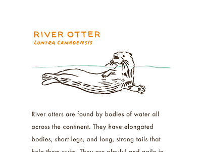 River Otter animal flash card hand drawn illustration typography