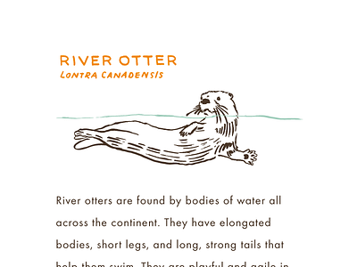 River Otter